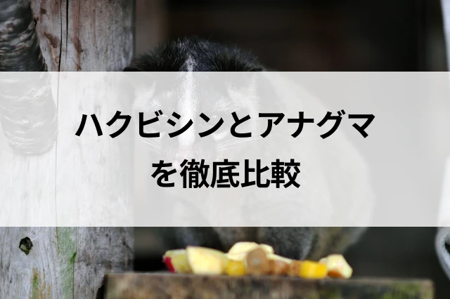 コラムサムネ