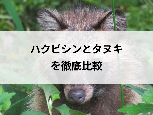 コラムサムネ