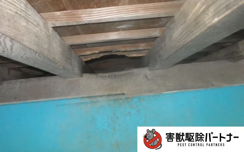 アライグマの穴塞ぎ施工前