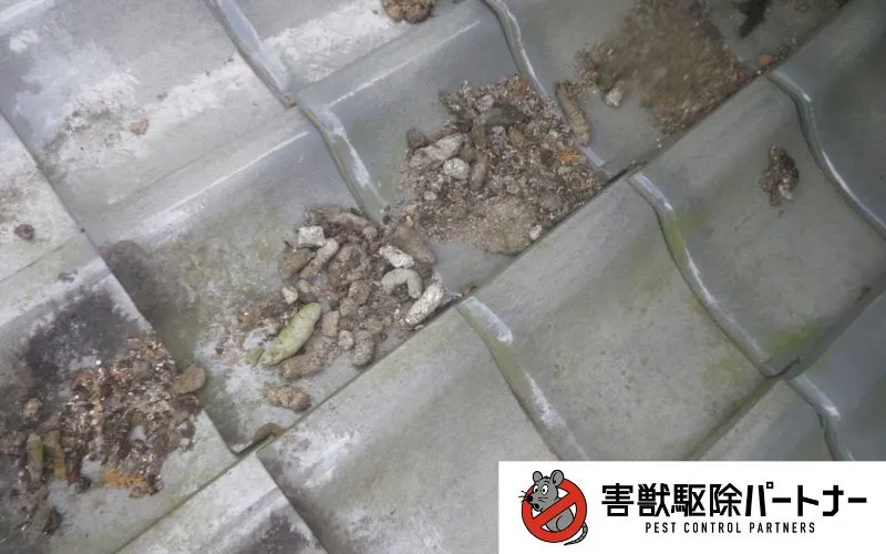 屋根の上で発見されたアライグマの糞