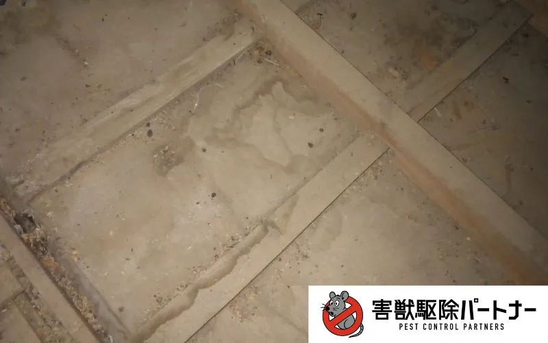 フン清掃施工後①