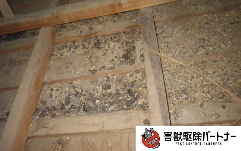 フン清掃施工前②
