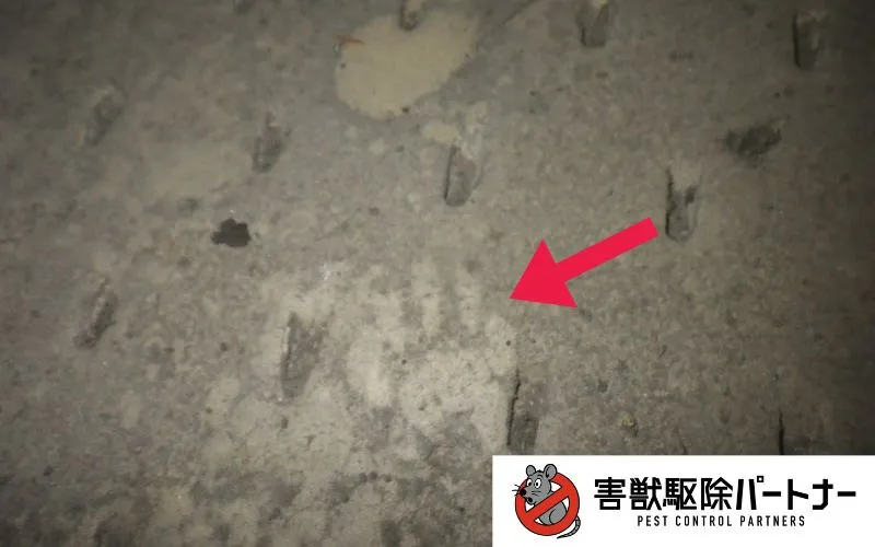 天井裏のアライグマの足跡