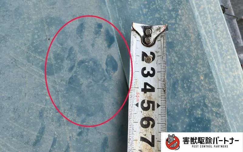 アライグマの足跡