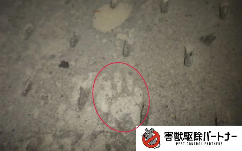 アライグマの足跡