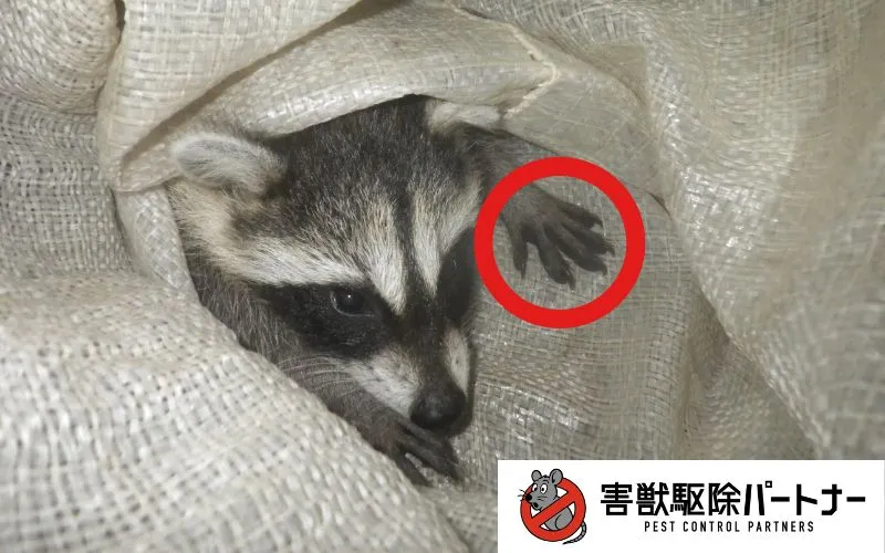捕獲されたアライグマ