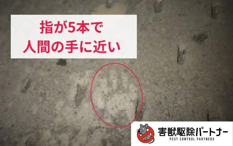 アライグマの足跡