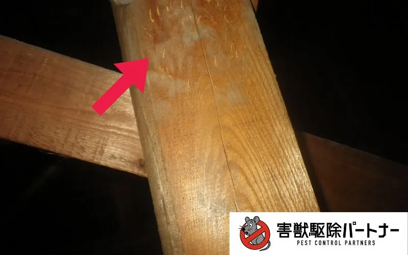 アライグマの痕跡(引っ掻き傷)