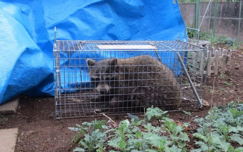 捕獲されたアライグマ