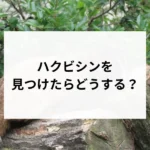 記事サムネイル