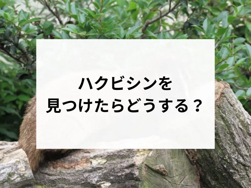 コラムサムネ
