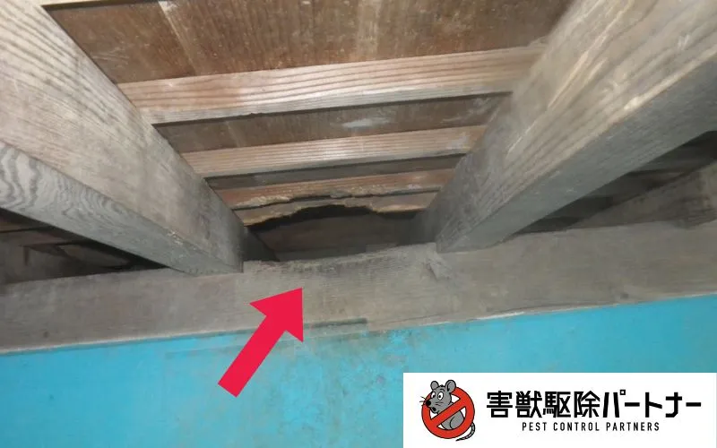 アライグマの侵入口の痕跡