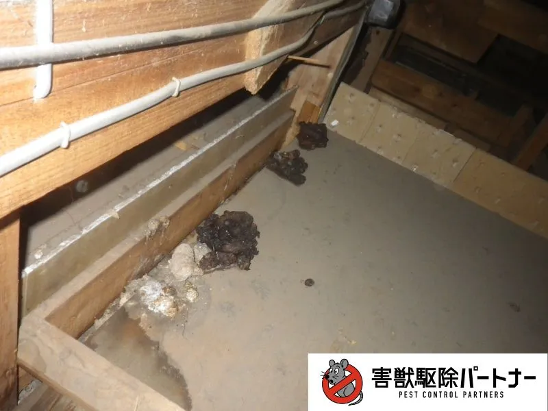 アライグマのフン清掃前①