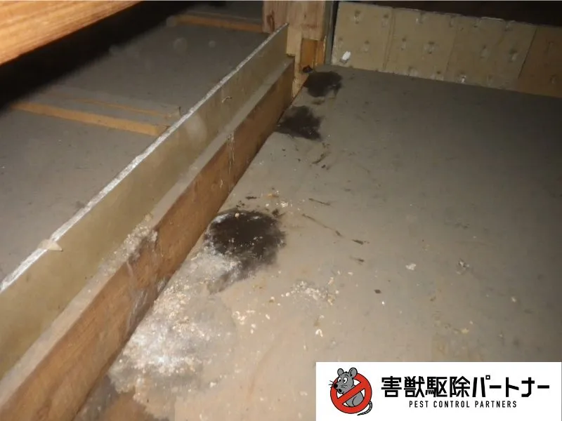 アライグマのフン清掃後①