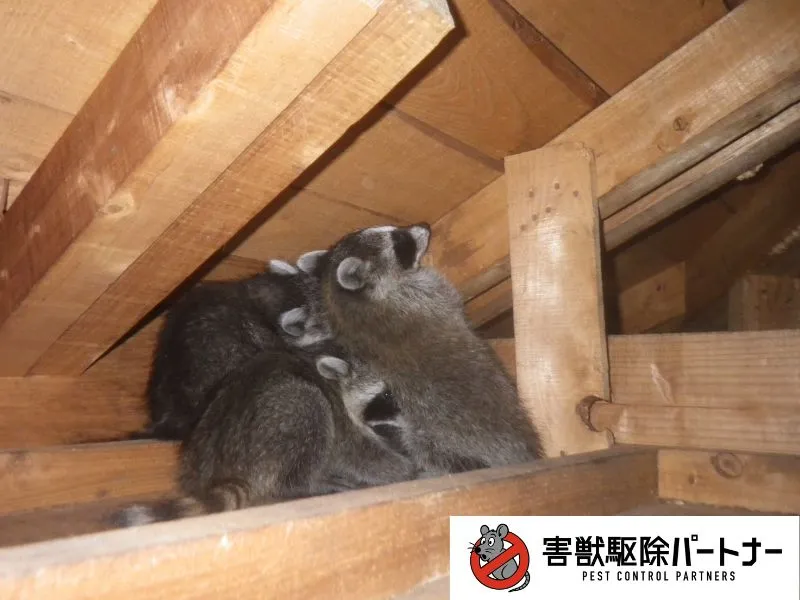 天井裏に生息するアライグマの子ども