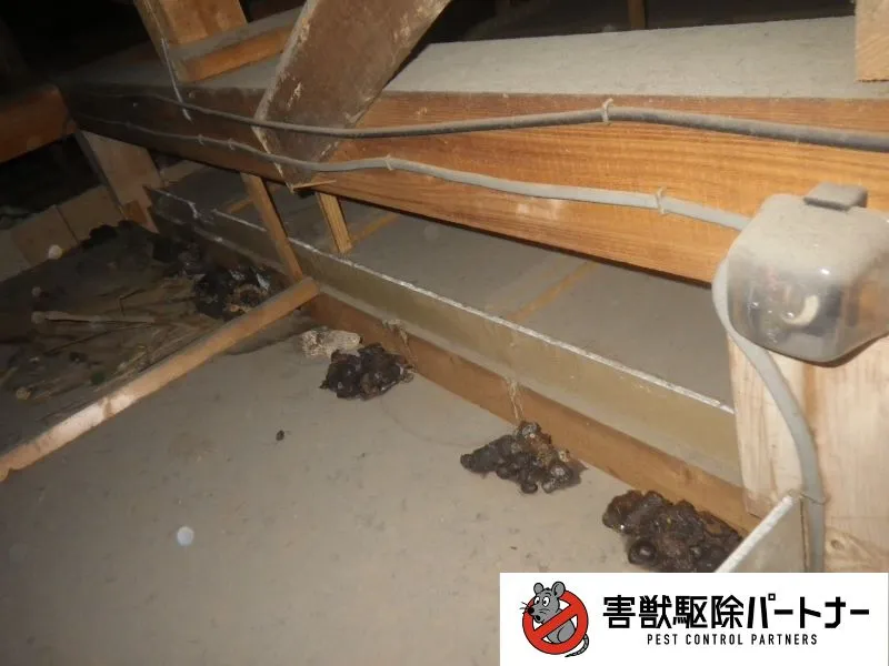 天井裏のアライグマのフン