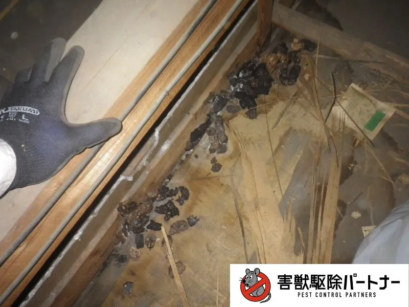 アライグマのフン清掃前②