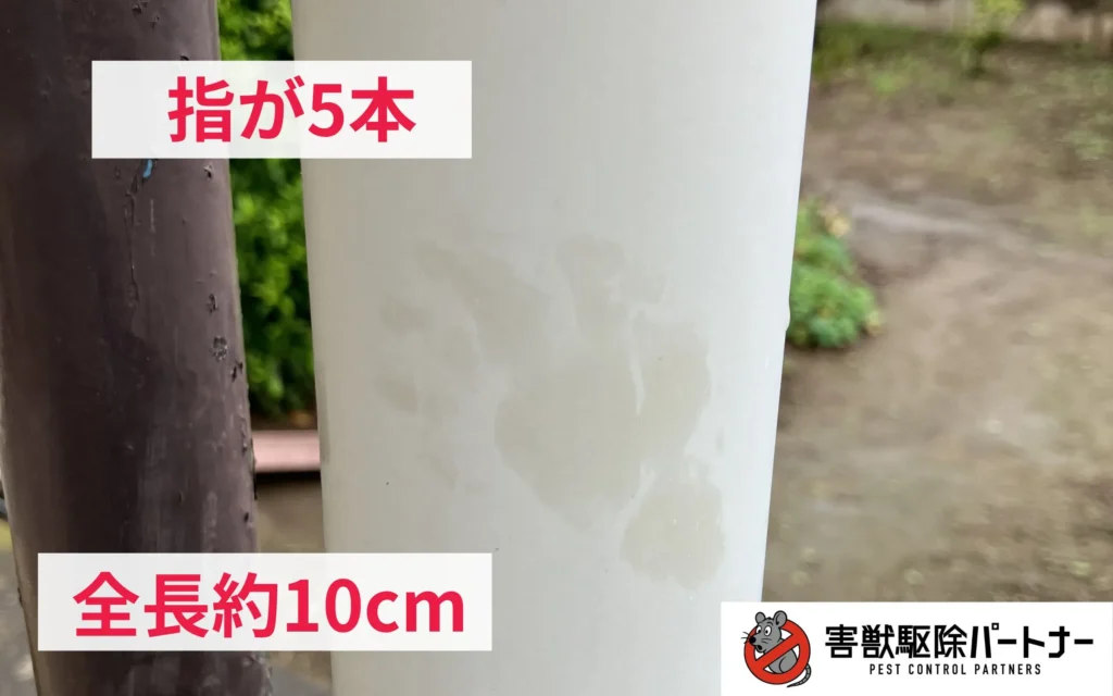 ハクビシンの足跡(拡大：後足)