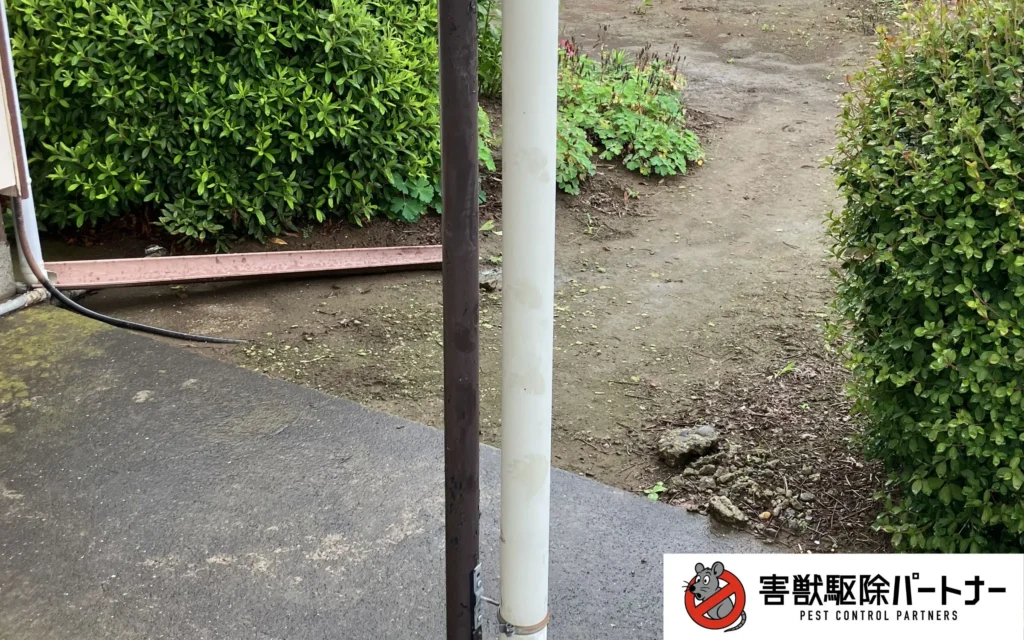 雨樋に付いたハクビシンの足跡(遠目：後足)