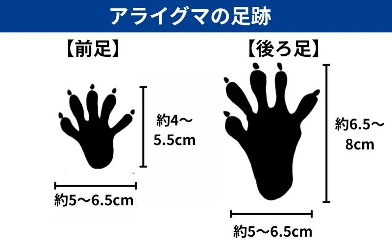 アライグマの足跡(イラスト)