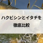 記事サムネイル