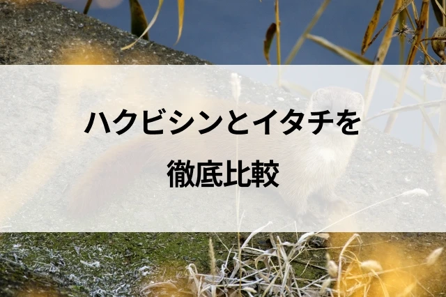 コラムサムネ
