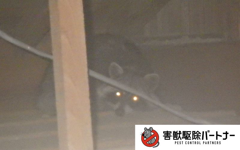 屋根裏で休むアライグマ