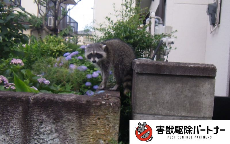 住宅街のアライグマ