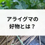 記事サムネイル