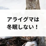 記事サムネイル
