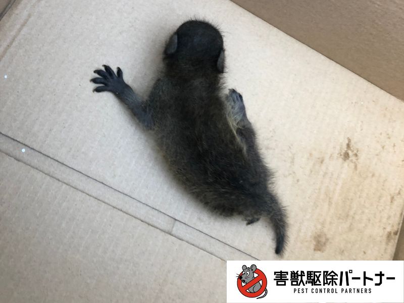 生まれたばかりのアライグマの赤ちゃん